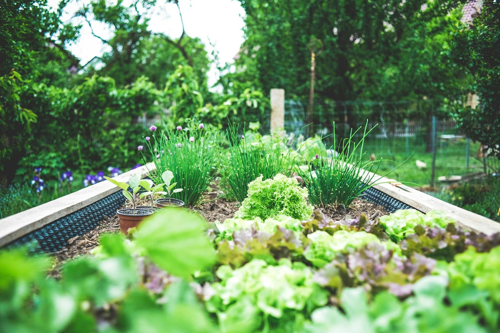 A vegetable garden